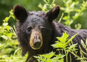 black bear sighting